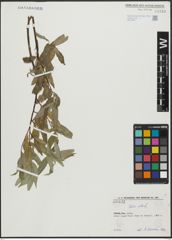 Foto von Salix alba L.